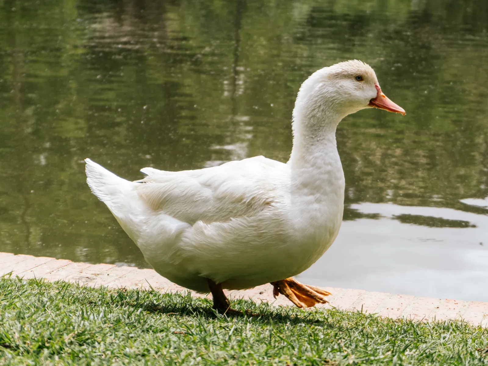 Biała kaczka pekin na trawie